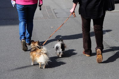 Low section of person walking dogs