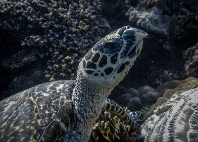 Close-up of turtle swimming in sea