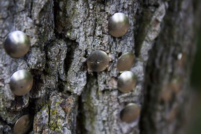 Full frame shot of tree trunk