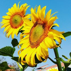 Close-up of sunflower