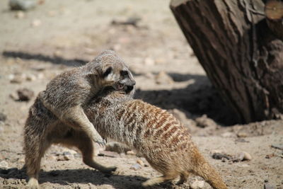 Meerkats playing