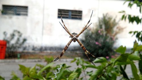 Close-up of plant against window