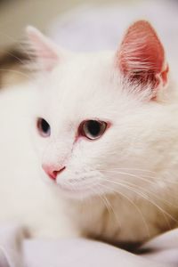 Close-up of white cat