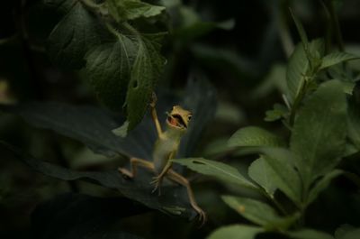 Close-up of insect on flower