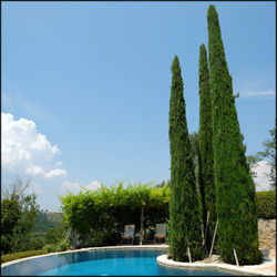 Cactus by trees against blue sky