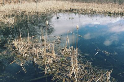 High angle view of dry plants in pond