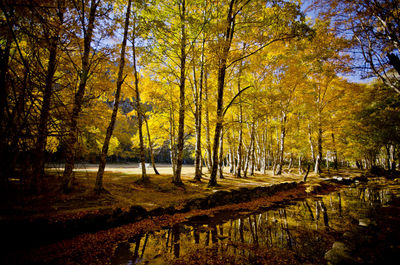Trees in forest during autumn
