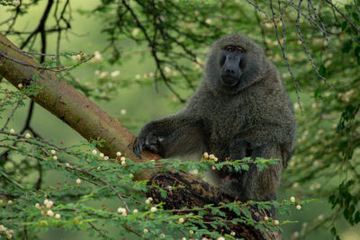 Portrait of an animal on branch