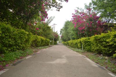 Footpath amidst trees and plants in park