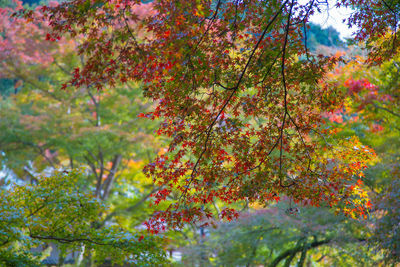 Low angle view of maple tree