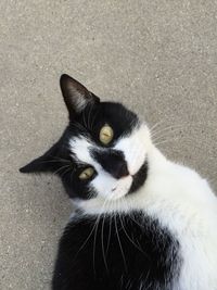 Close-up portrait of cat