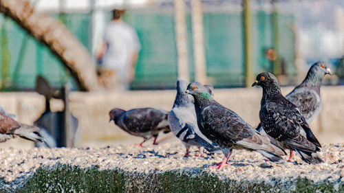 Close-up of pigeons perching