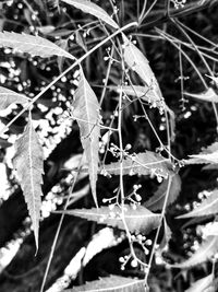 Close-up of frozen leaves