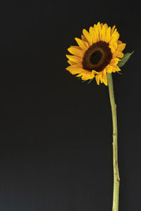 Close-up of yellow flower against black background