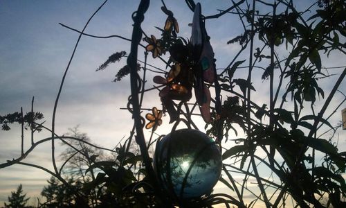 Low angle view of plants against sky