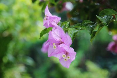 Close-up of pink flowers blooming outdoors