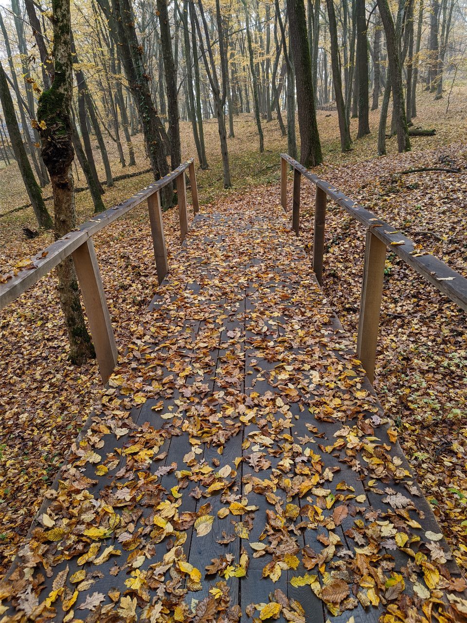 SUNLIGHT FALLING ON AUTUMN LEAVES