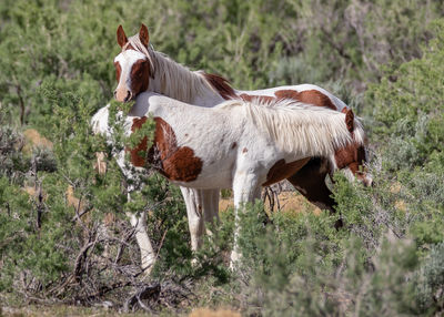 horse