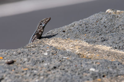 Close-up of lizard on rock