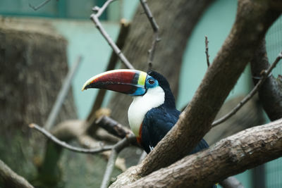 Close-up of bird perching on branch