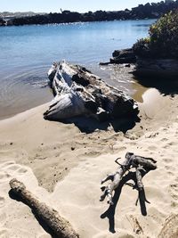 High angle view of driftwood on beach