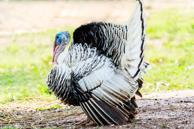 Turkey on field