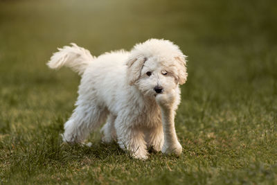 White poodle puppy playing in the garden outdoors