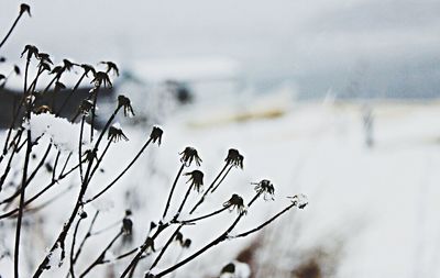 Close-up of plant against blurred background