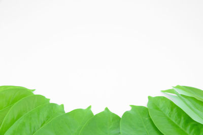 Close-up of leaves against white background