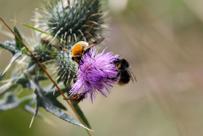 Close-up of bee pollinating on purple flower