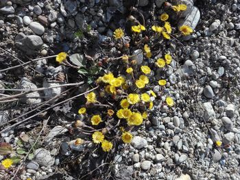 High angle view of yellow flowering plant on rock