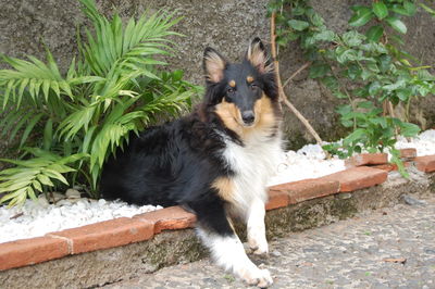 Portrait of dog sitting outdoors