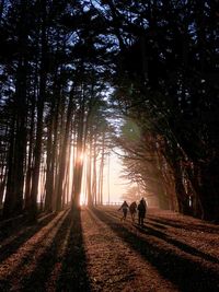 People walking amidst trees in forest