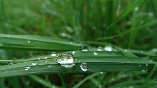 Close-up of water drops on grass