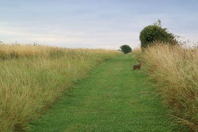 Scenic view of agricultural field against sky