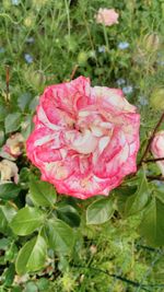 Close-up of pink rose blooming outdoors