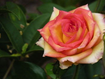 Close-up of rose flower