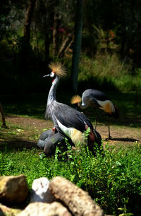 View of grey crowned cranes in forest