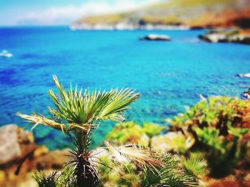 Close-up of plants against sea