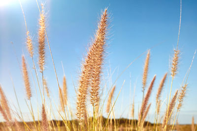 Close-up of wheat plants on field against clear blue sky