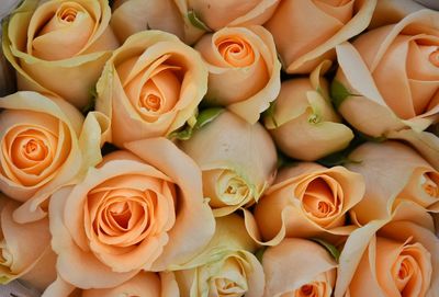Full frame shot of roses
