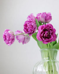 Close-up of flowers in vase against white background