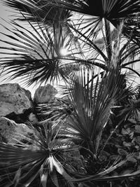 Low angle view of palm tree against sky