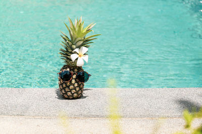 High angle view of potted plant by sea