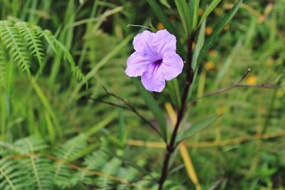 Close-up of purple flowering plant