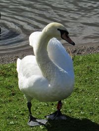 Close-up of swan in lake