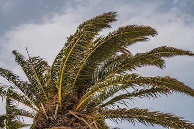 Low angle view of palm tree against sky