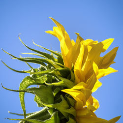 Low angle view of yellow flowering plant against blue sky