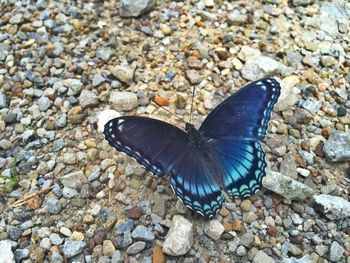 Close-up of butterfly on tree trunk