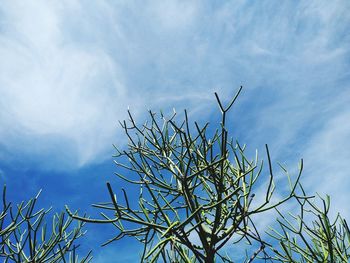 Low angle view of plant against blue sky